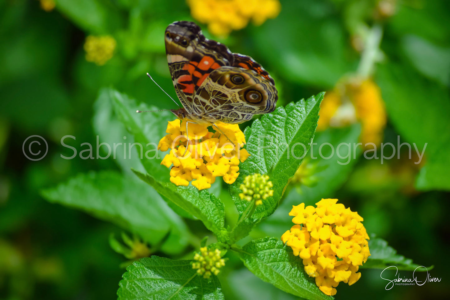 Butterfly I