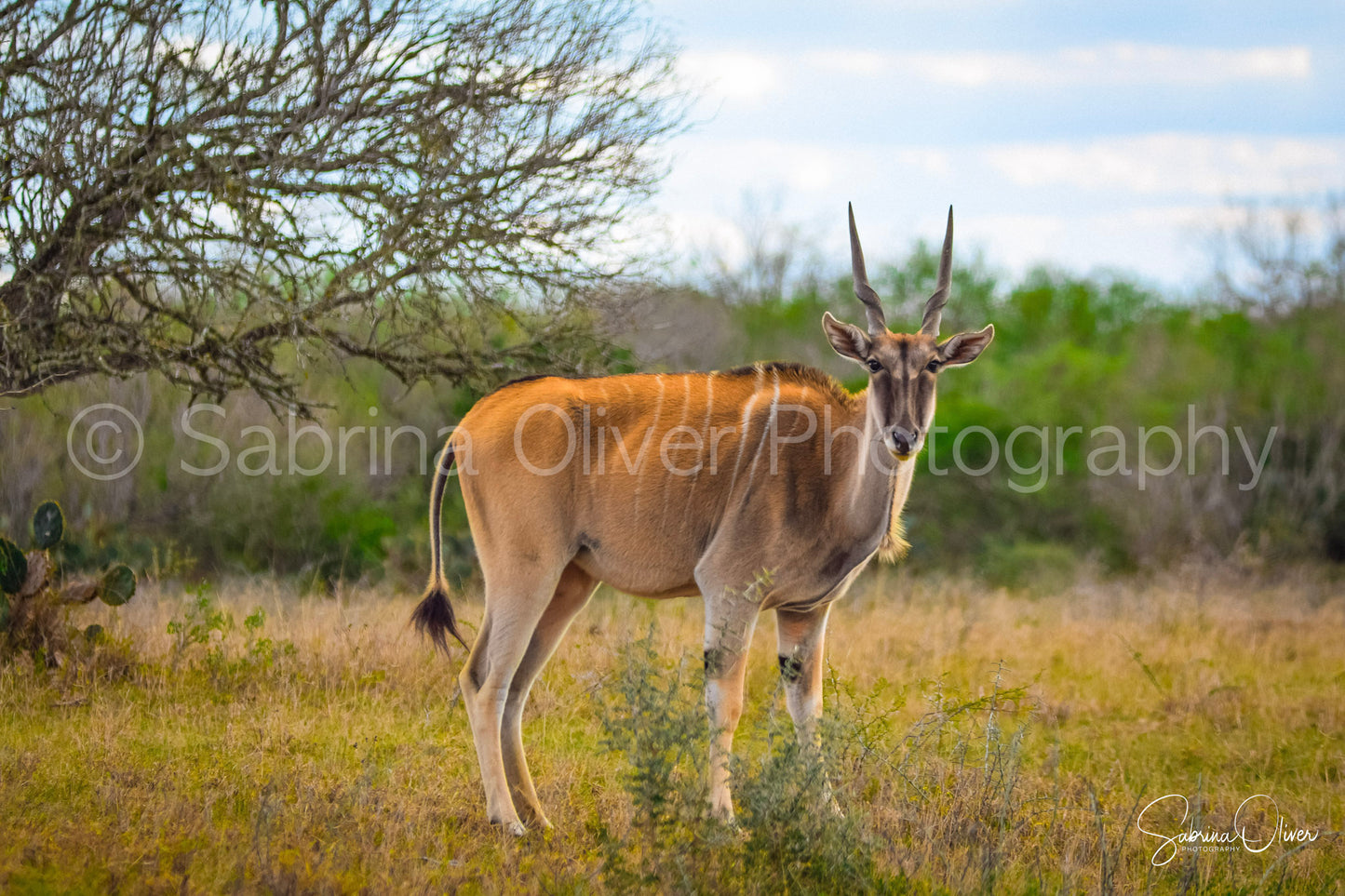 SouTX Eland