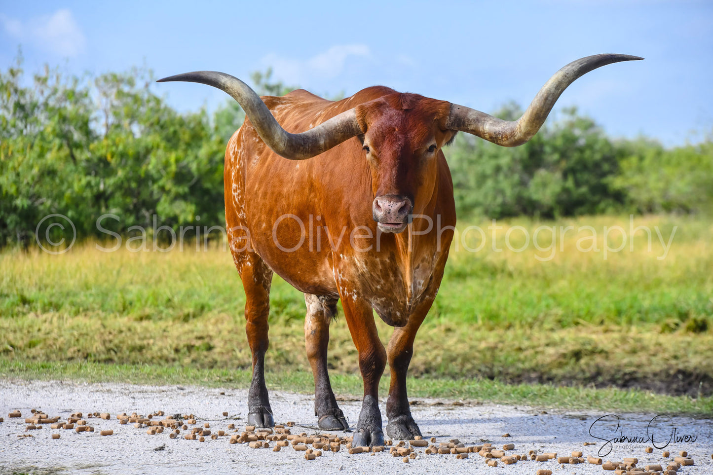 Longhorn Cattle