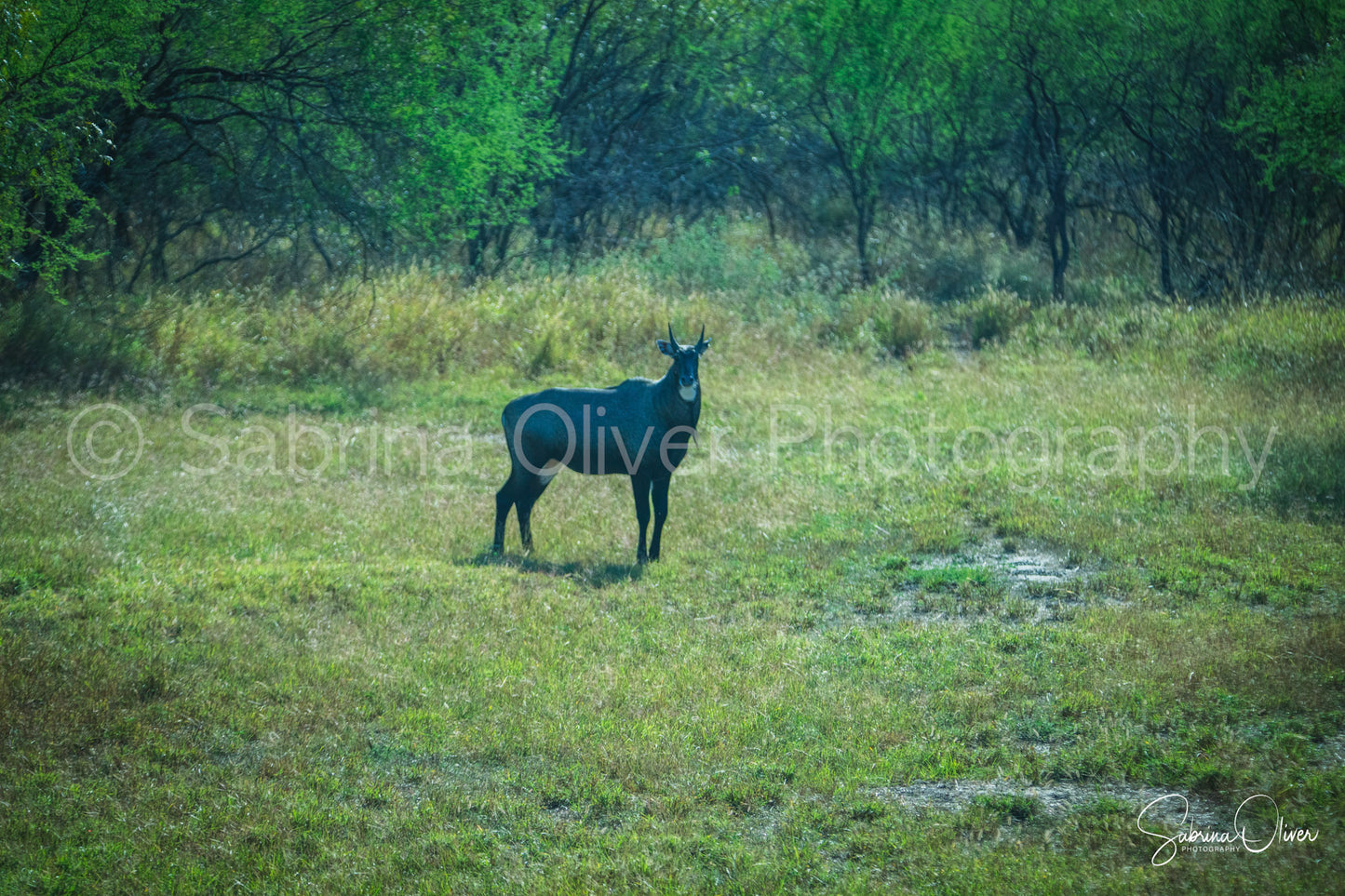 Nilgai