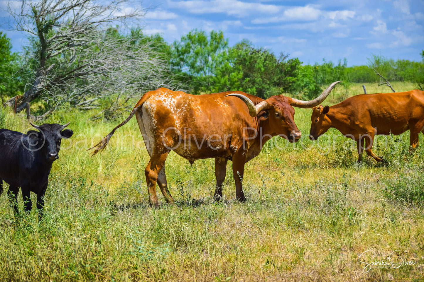 The Herd