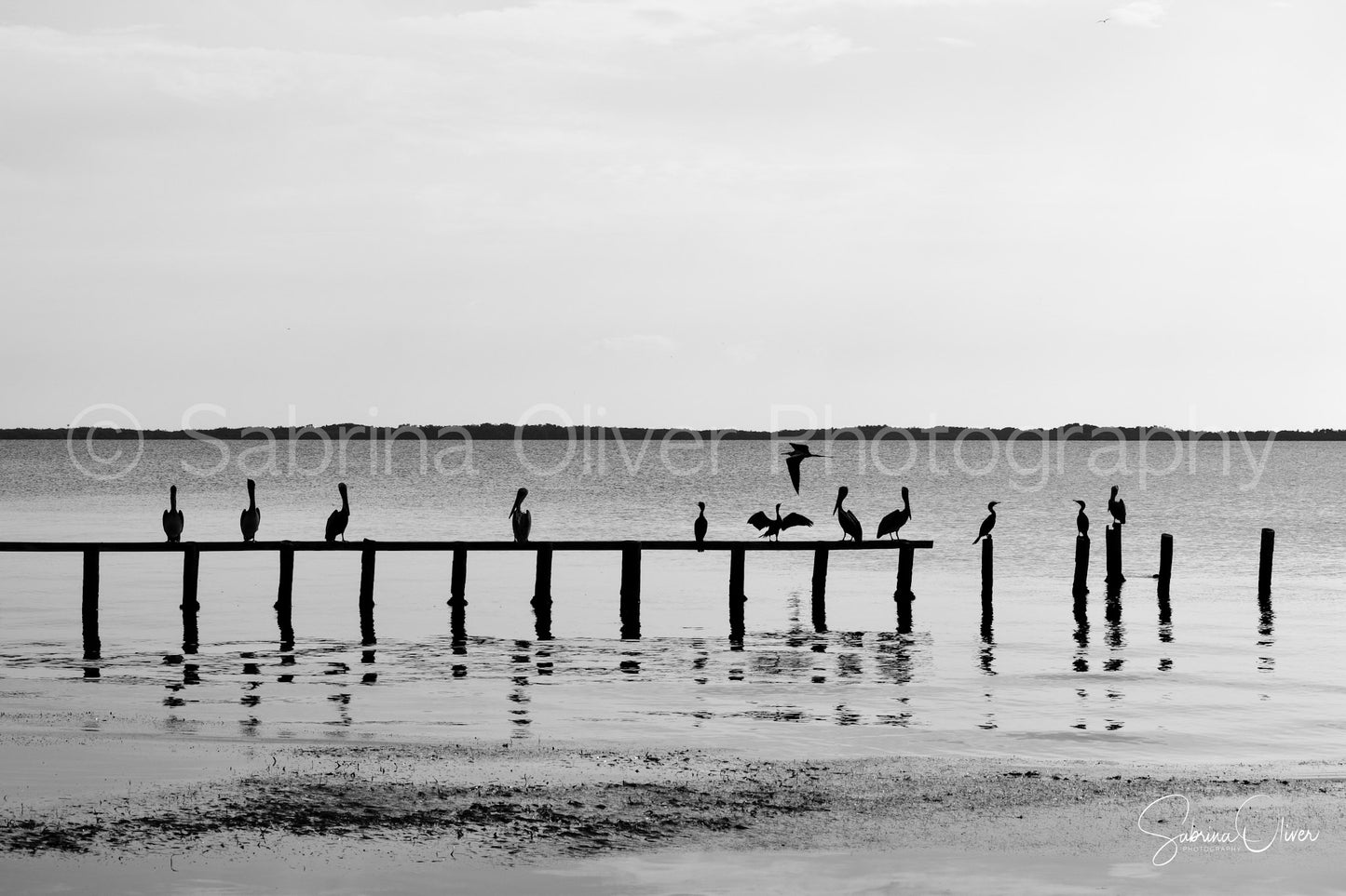 B&W - Birds of Paradise