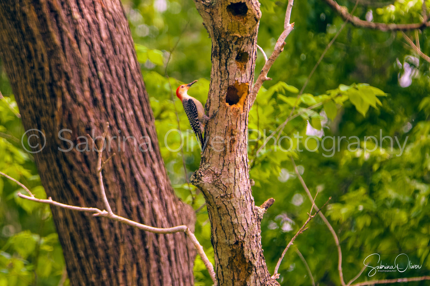 Woodpecker