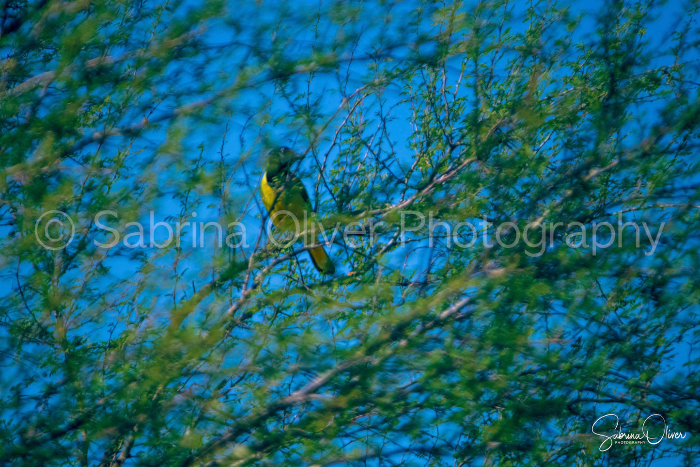 Green Jay