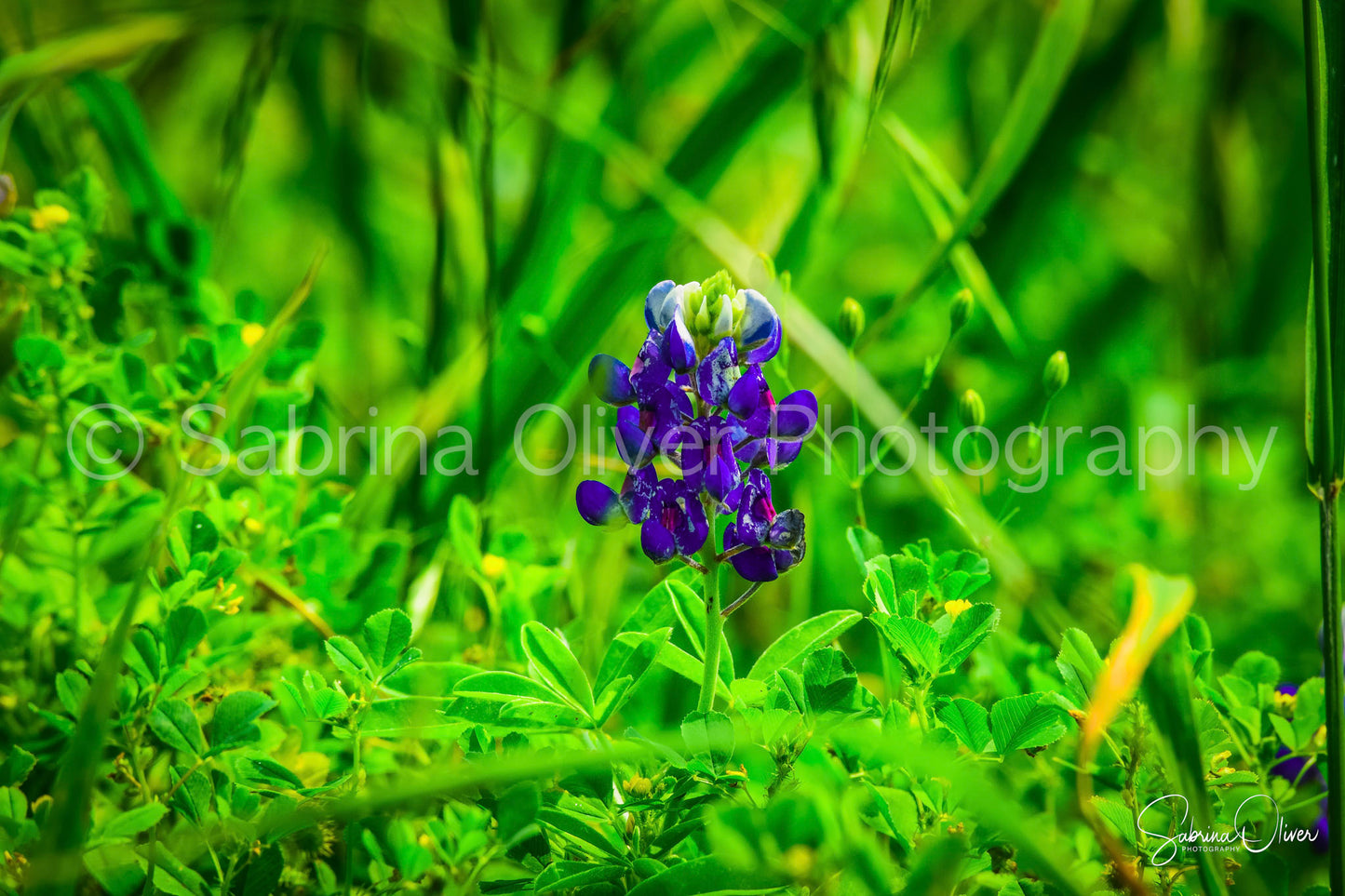 Bluebonnet