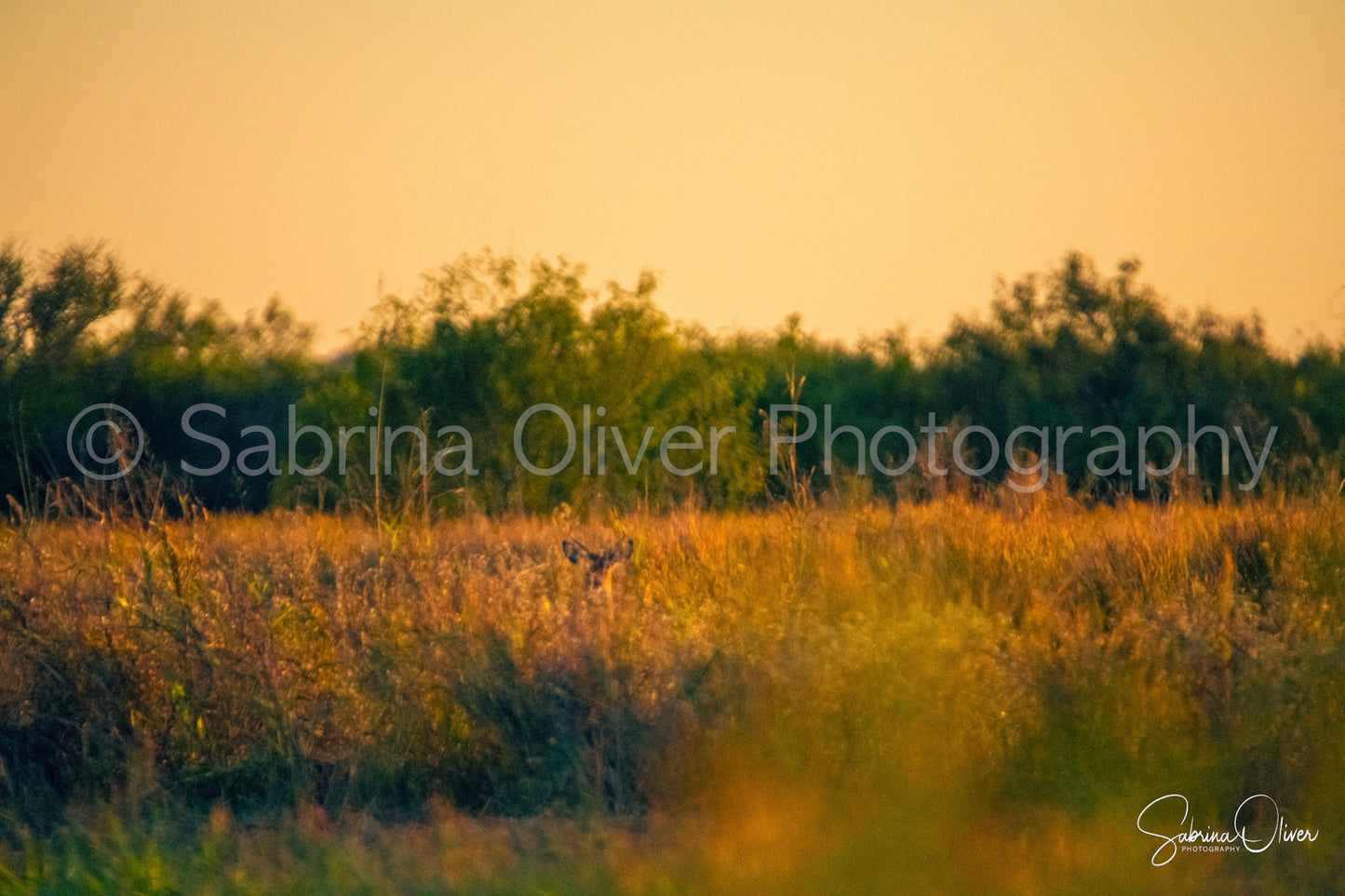 Hidden Deer