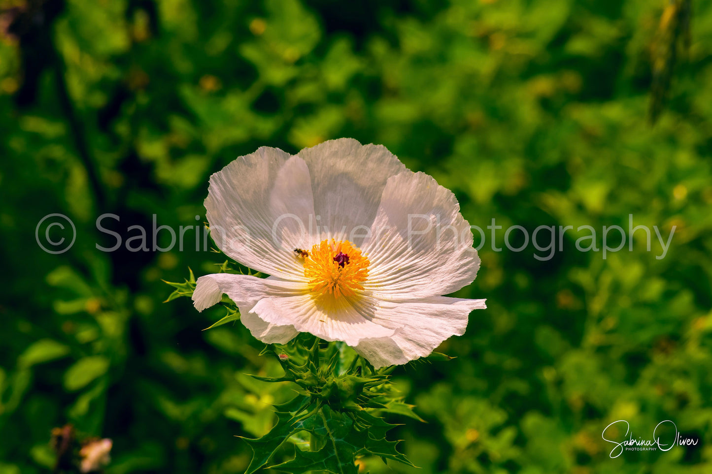 White Flower