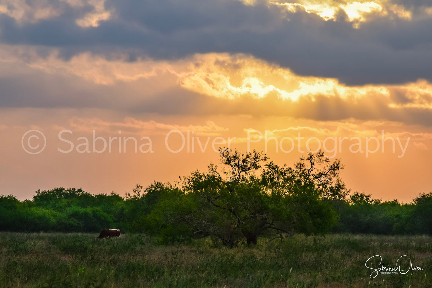 South Texas Herd