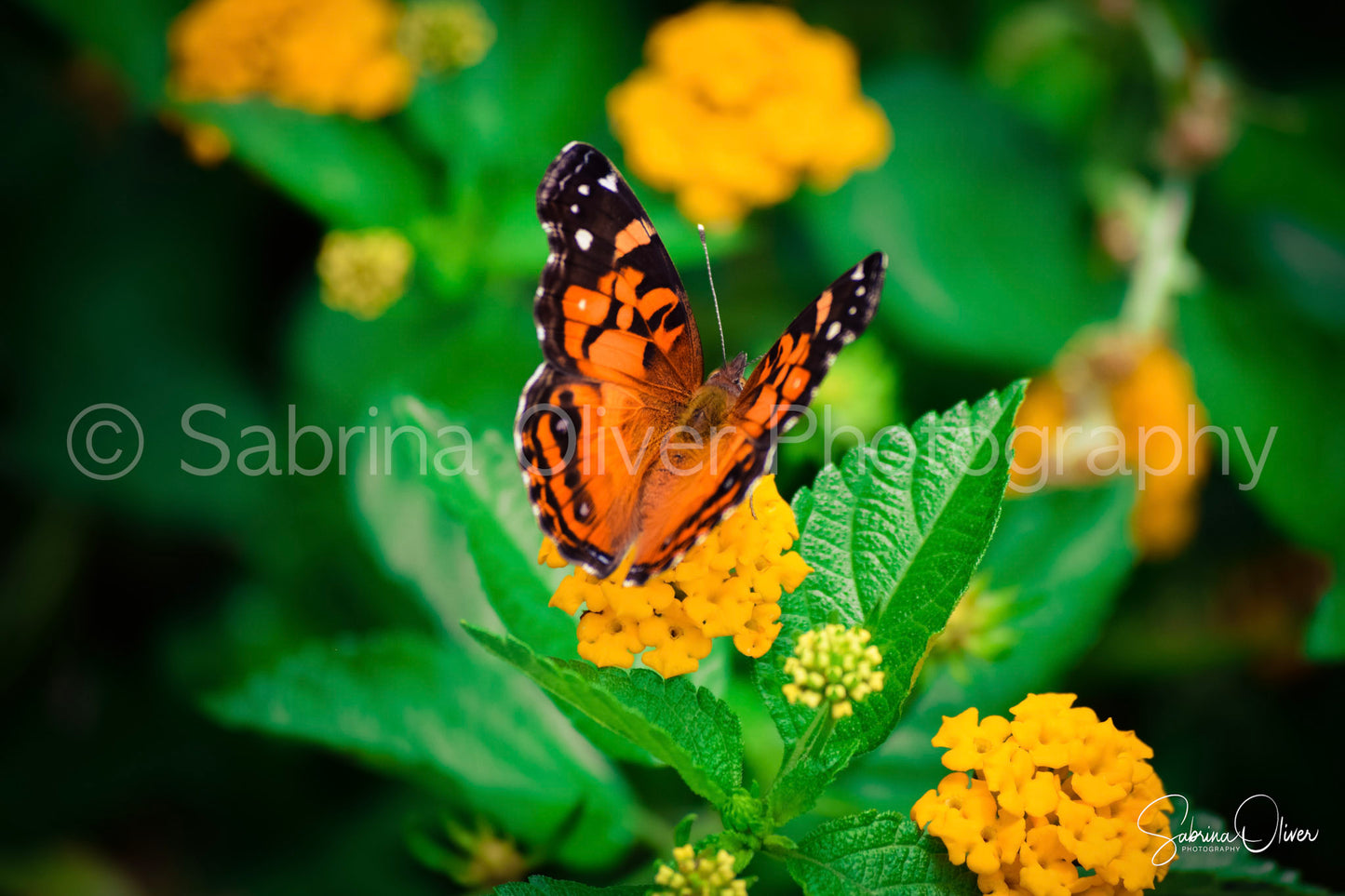 Butterfly II
