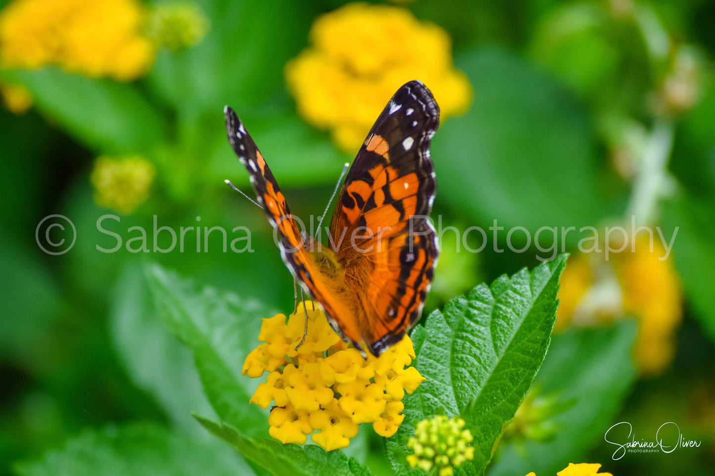 Butterfly III