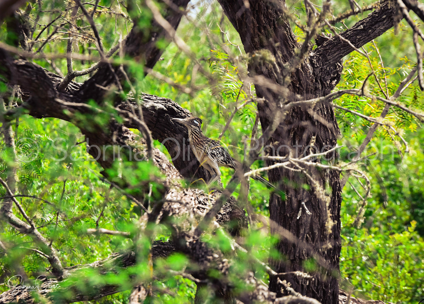 Roadrunner