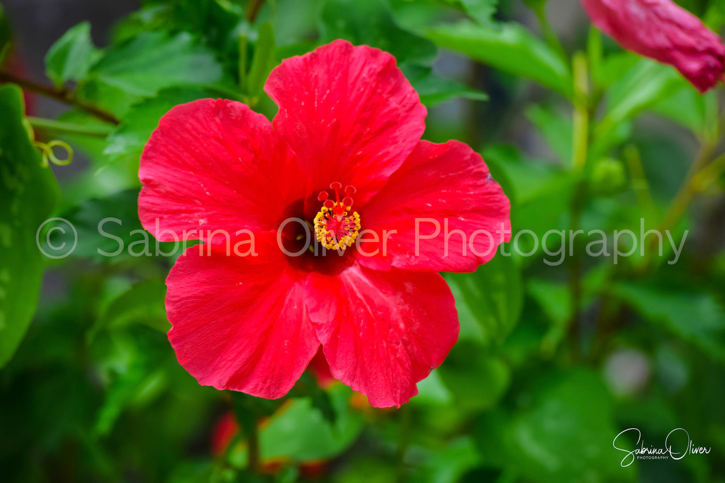 Hibiscus