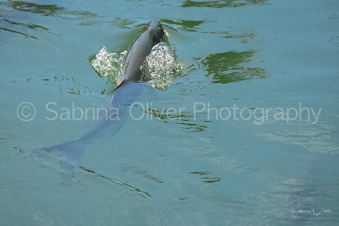 Tarpon in FL