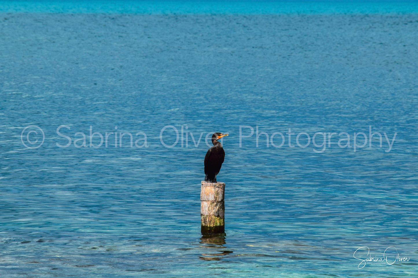 Bird in Caribbean