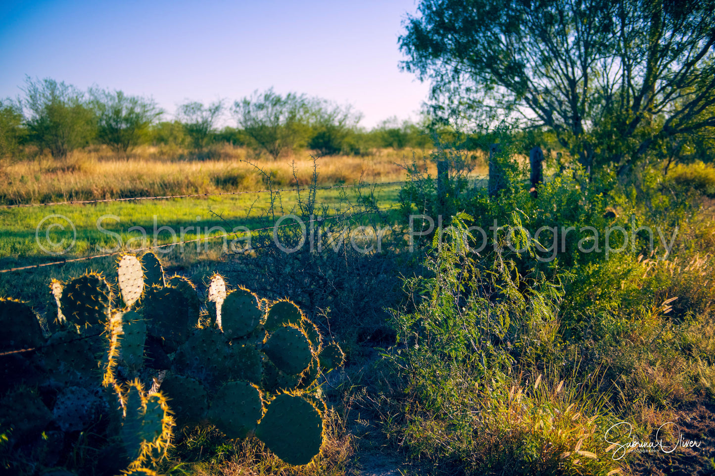 Cactus