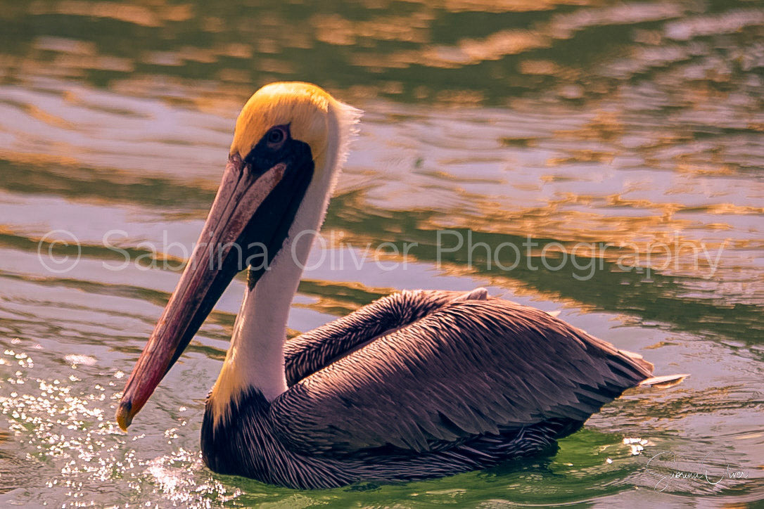 Florida Pelican