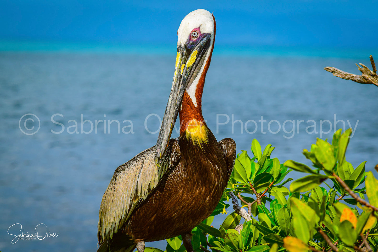 Belize Pelican