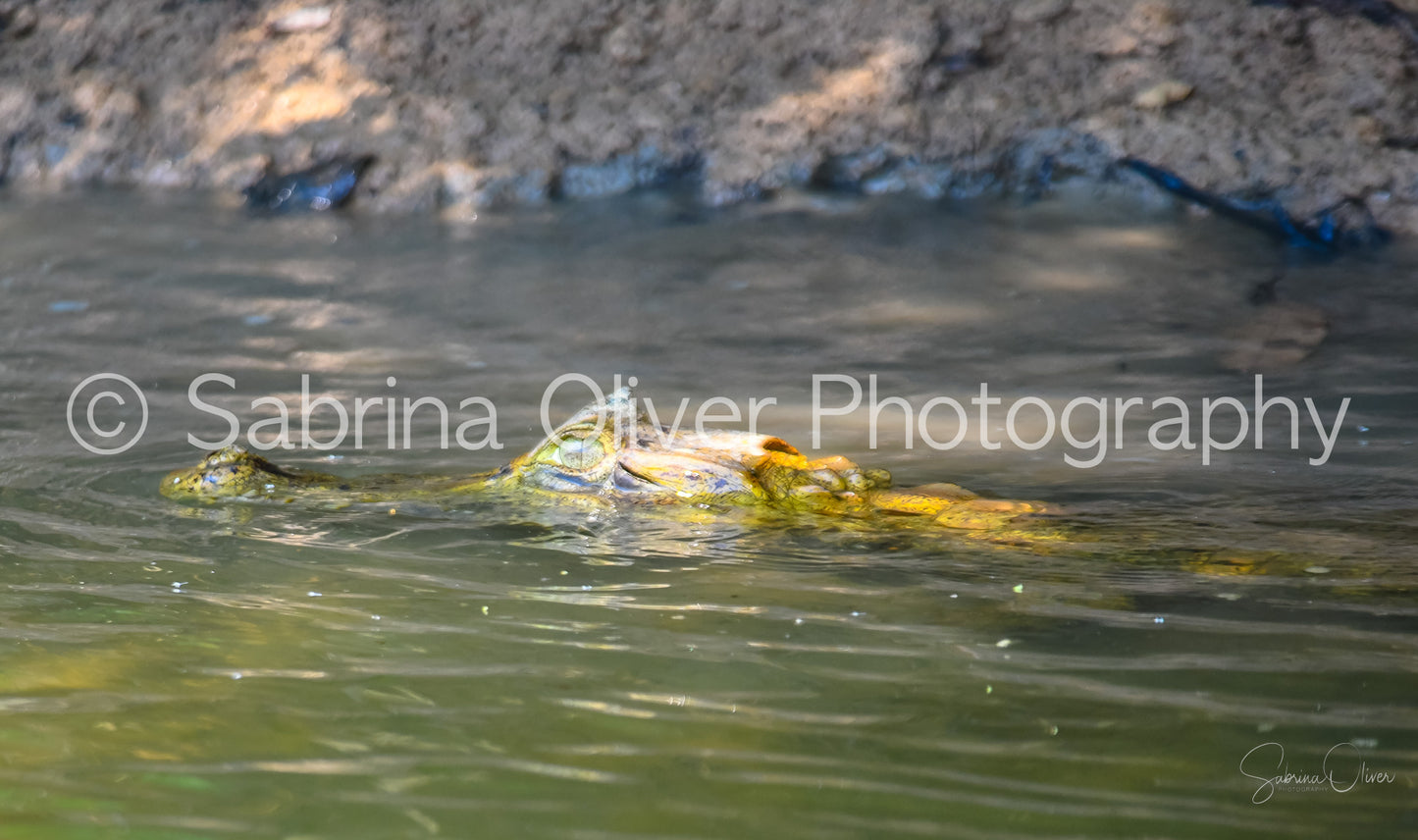 Eye of the Croc
