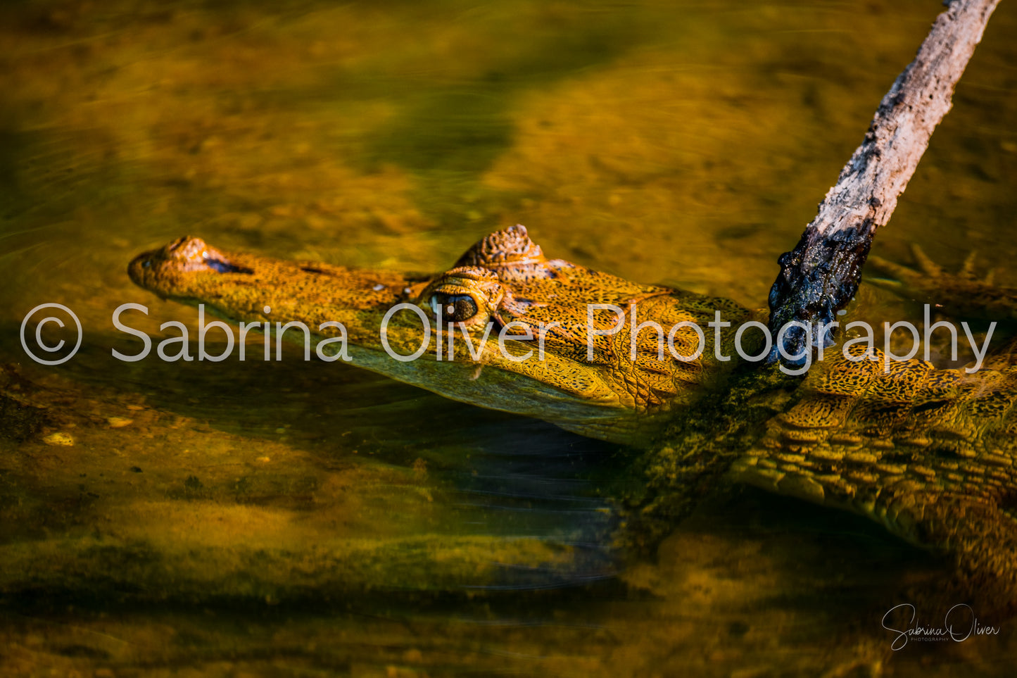Caiman
