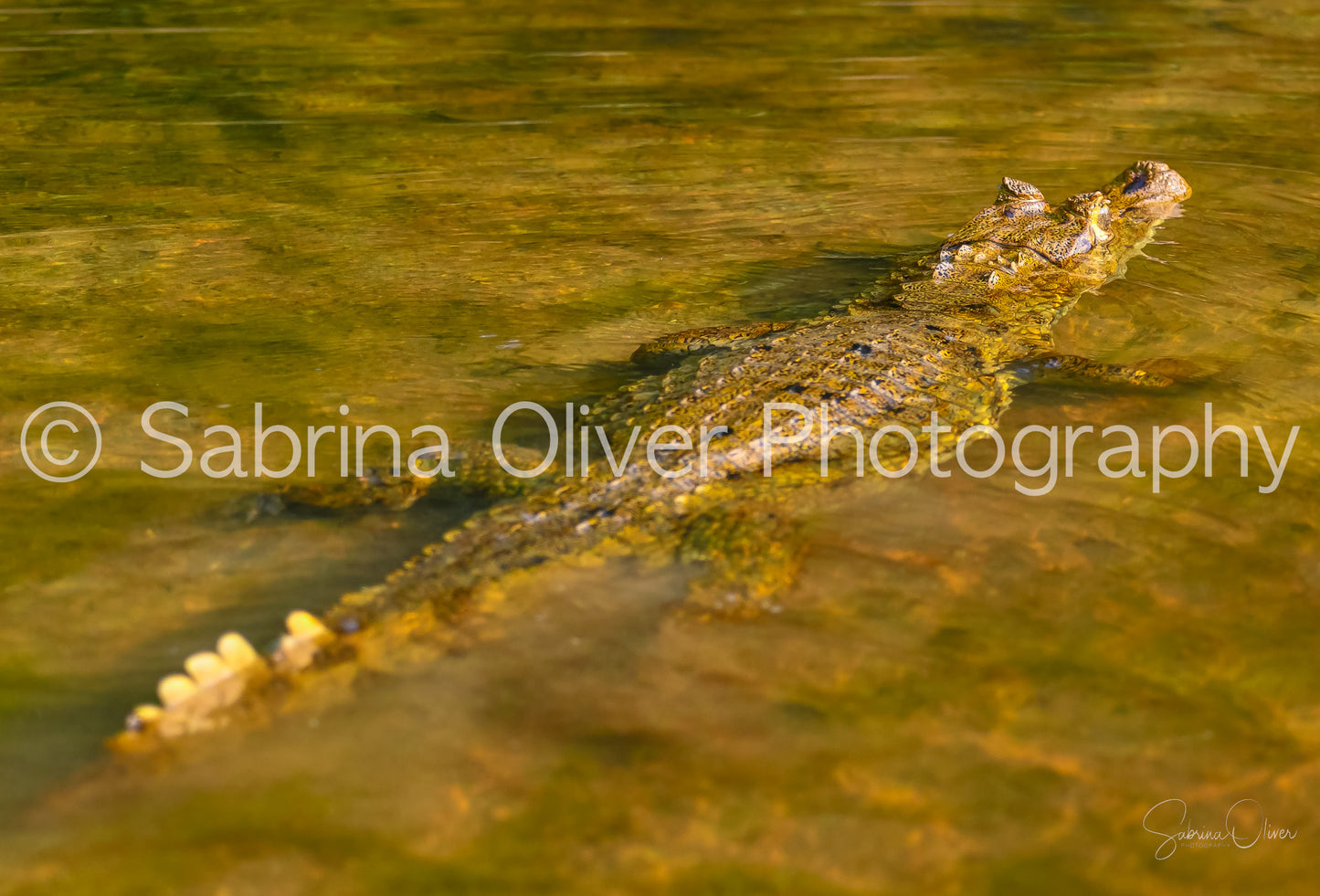 Caiman Swimming