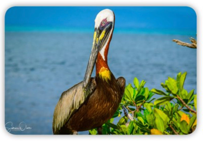 Magnet - Pelican