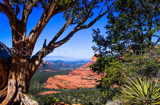 Juniper in Sedona Arizona