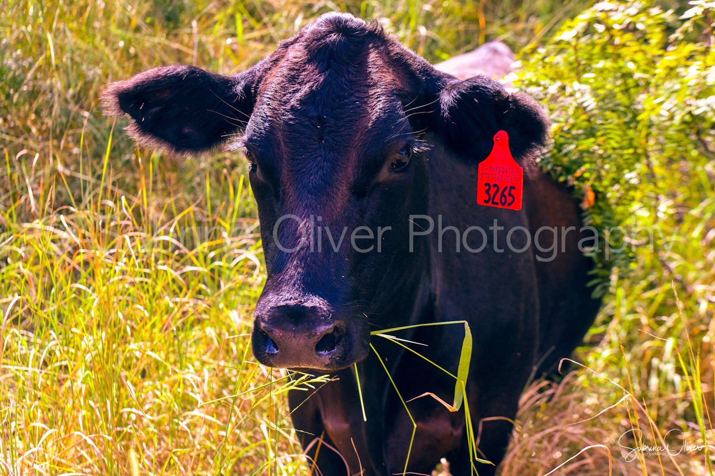 Black Angus