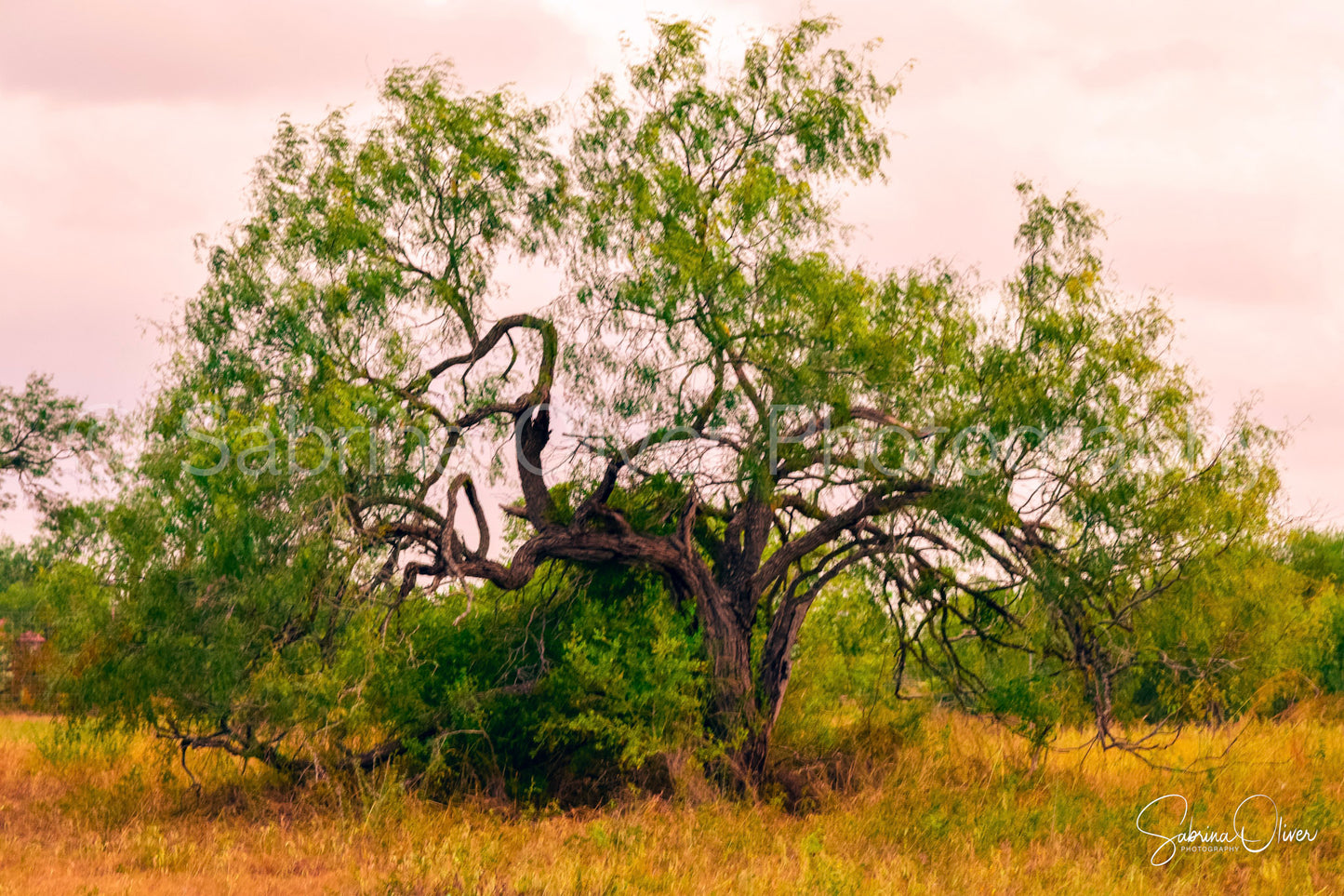 South Texas Mesquite