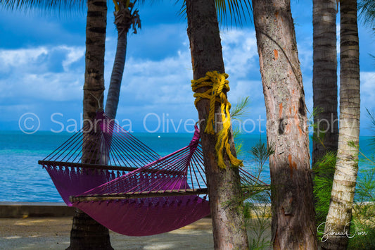 Purple Hammock