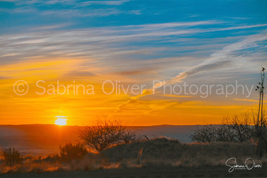 Phoenix Sunrise