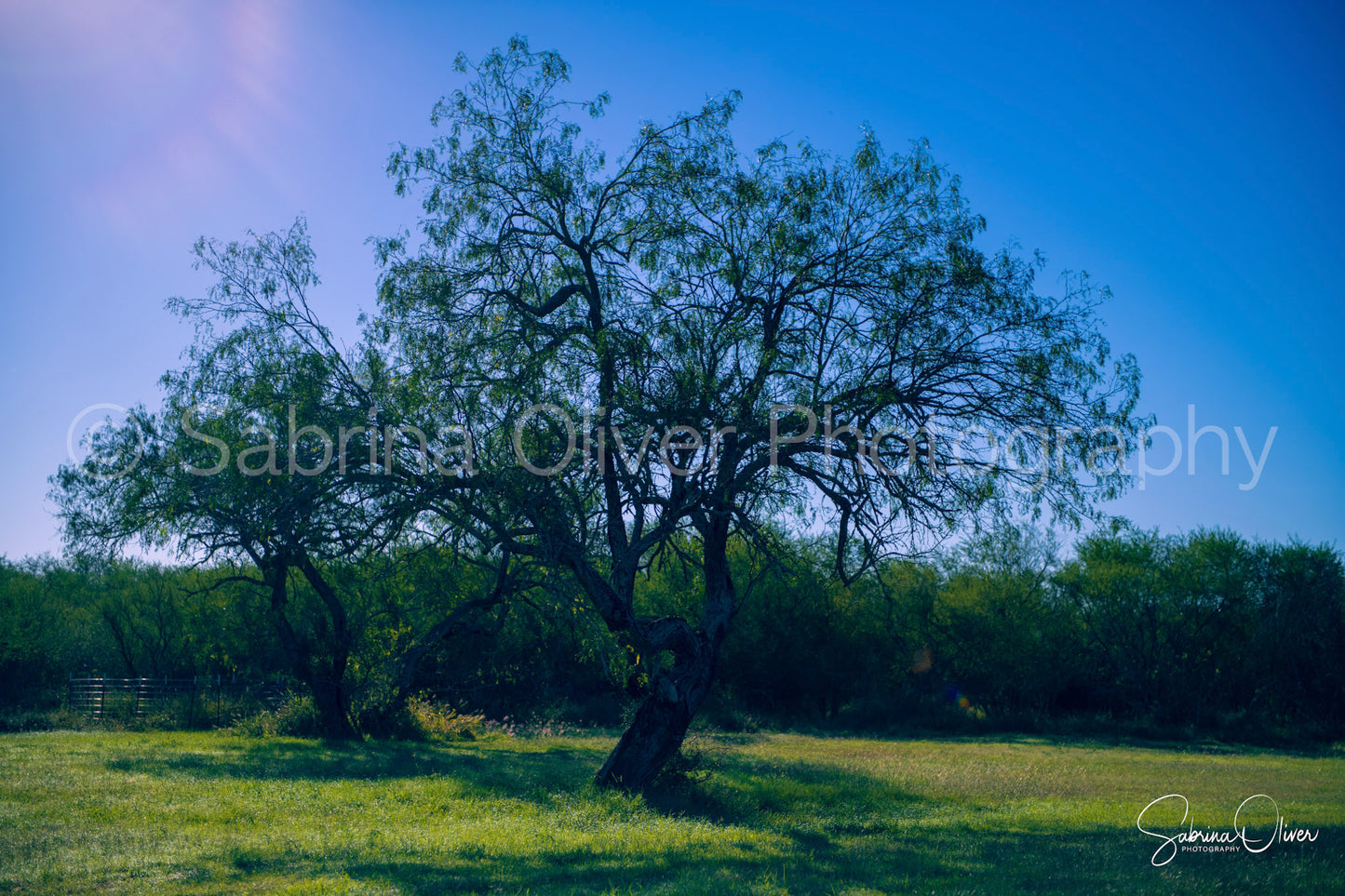 Mesquite Tree