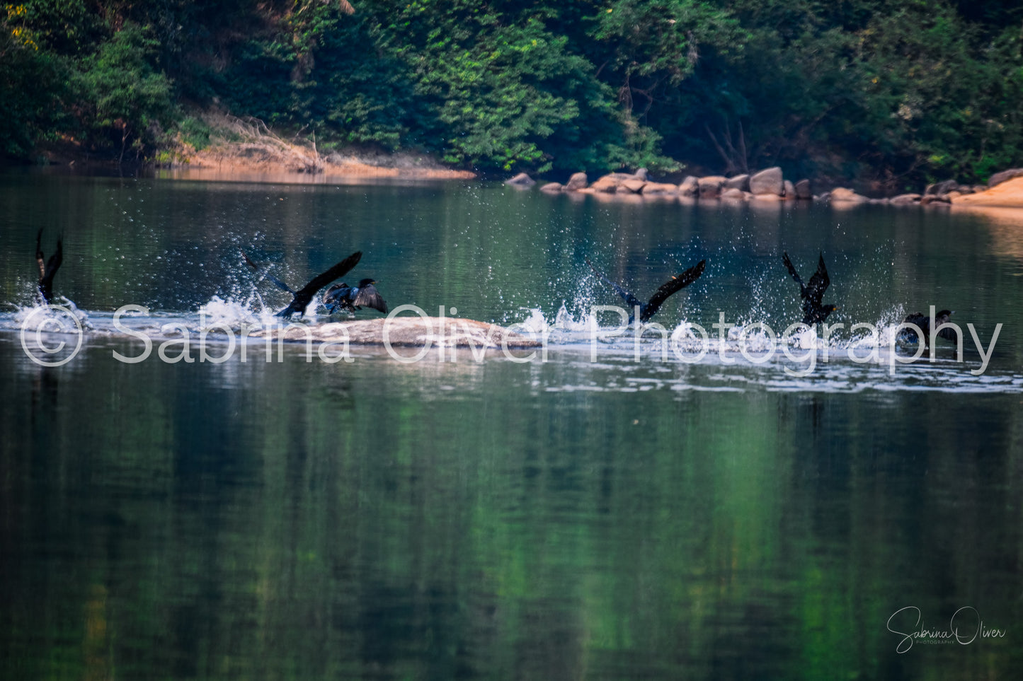 Birds of the Amazon - Liftoff