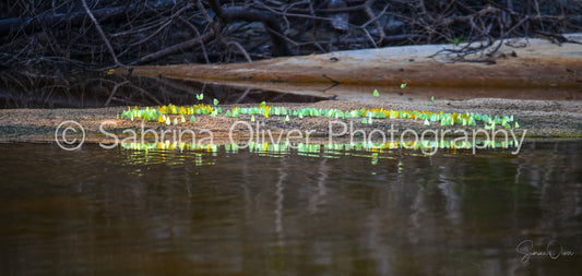 Neon Butterflies