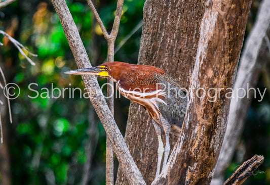 Heron of the Amazon